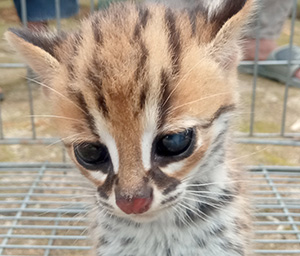 Rescue a Leopard Cat from  Humbang Hasundutan Regency , Sumatra (June 21, 2022)